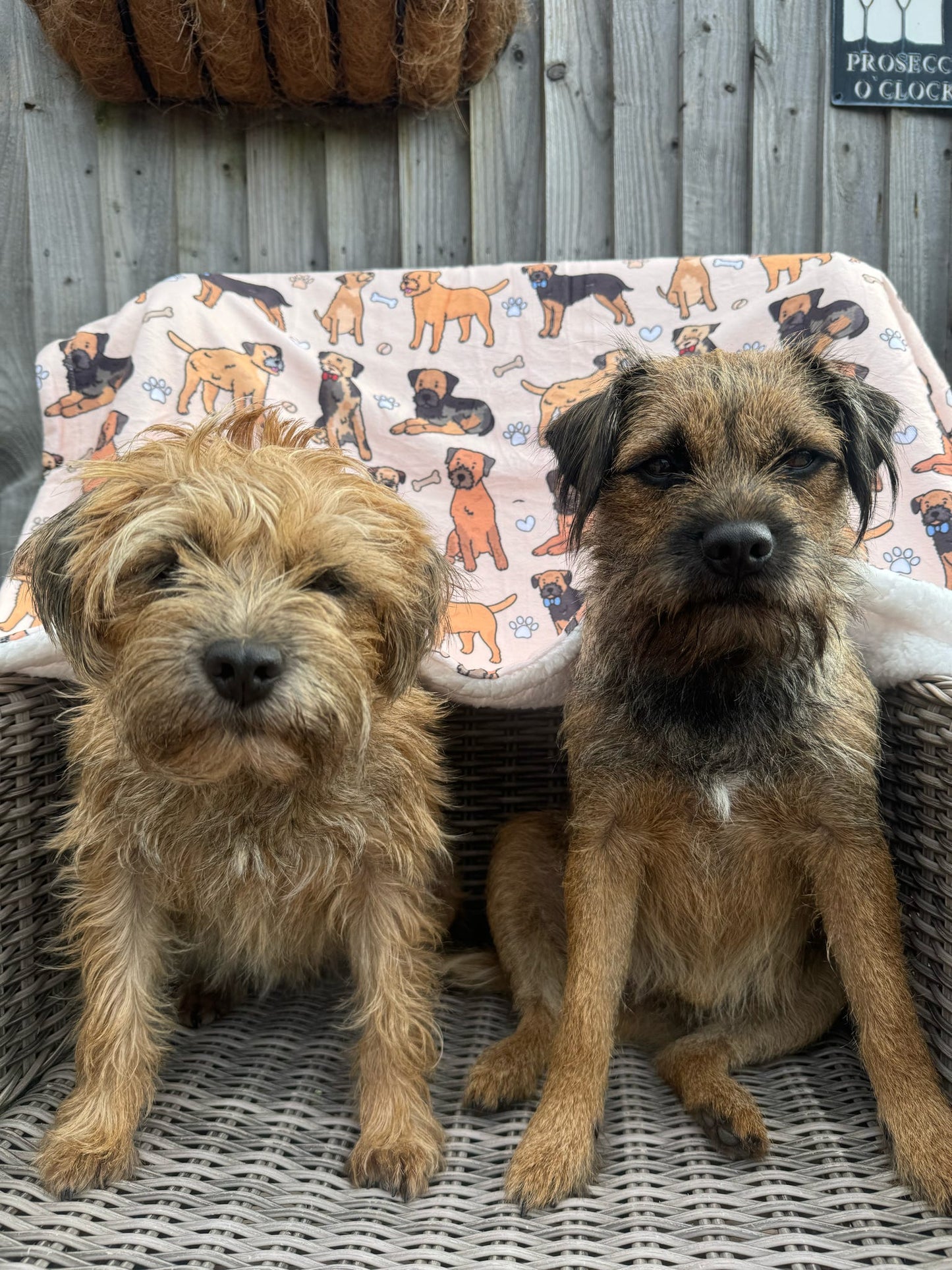 The Border Terrier Dog Blanket - Beige