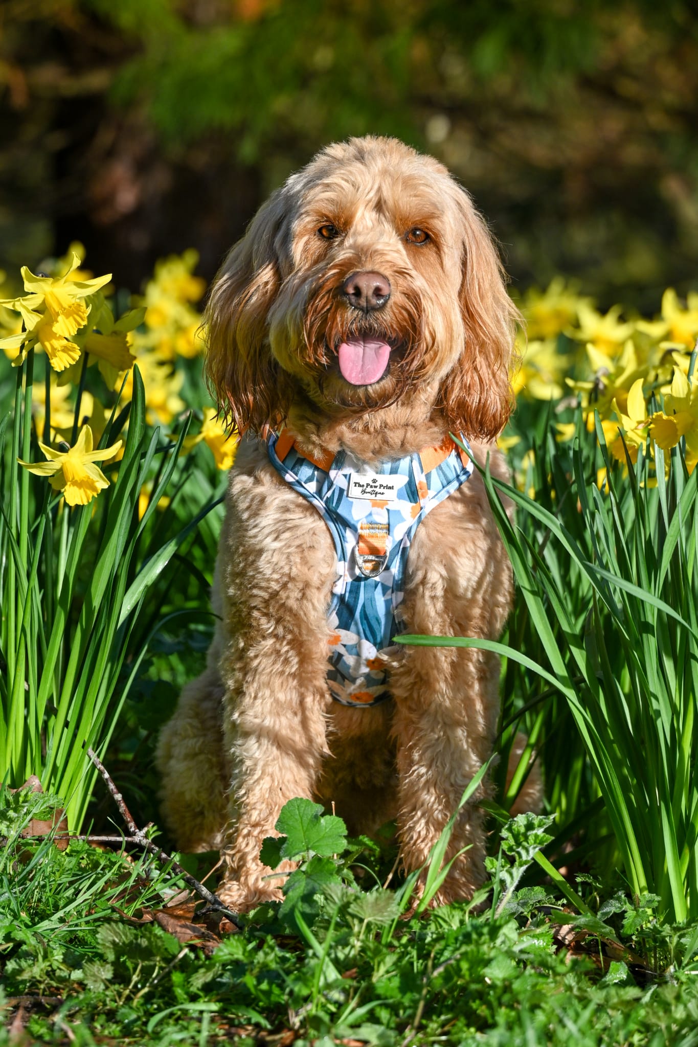 Daffodil Daze Adventure Paws Harness