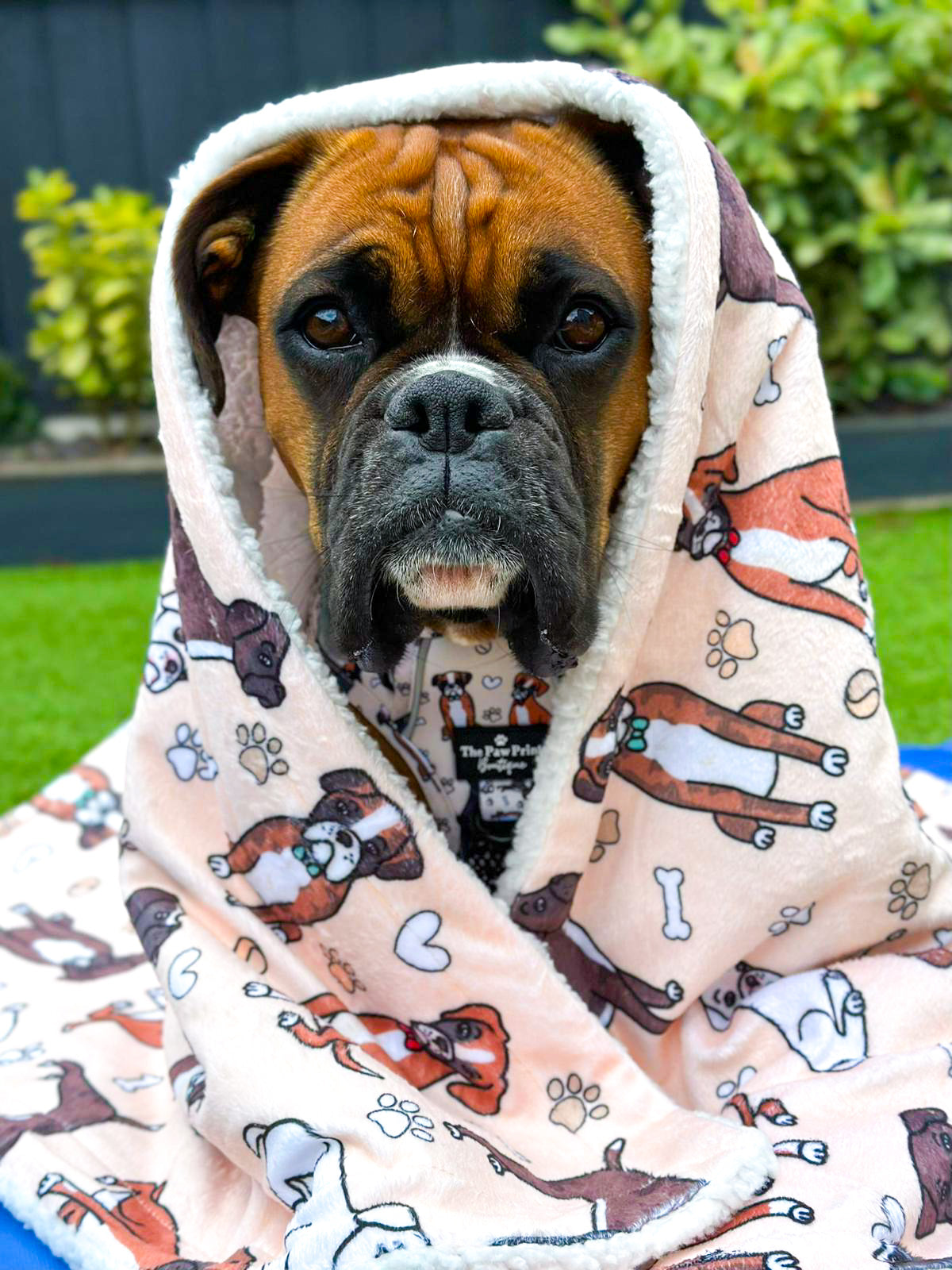 The Boxer Dog Blanket - Beige