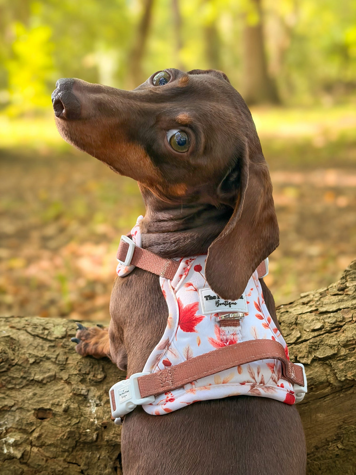 Maple Meadows Adventure Paws Harness