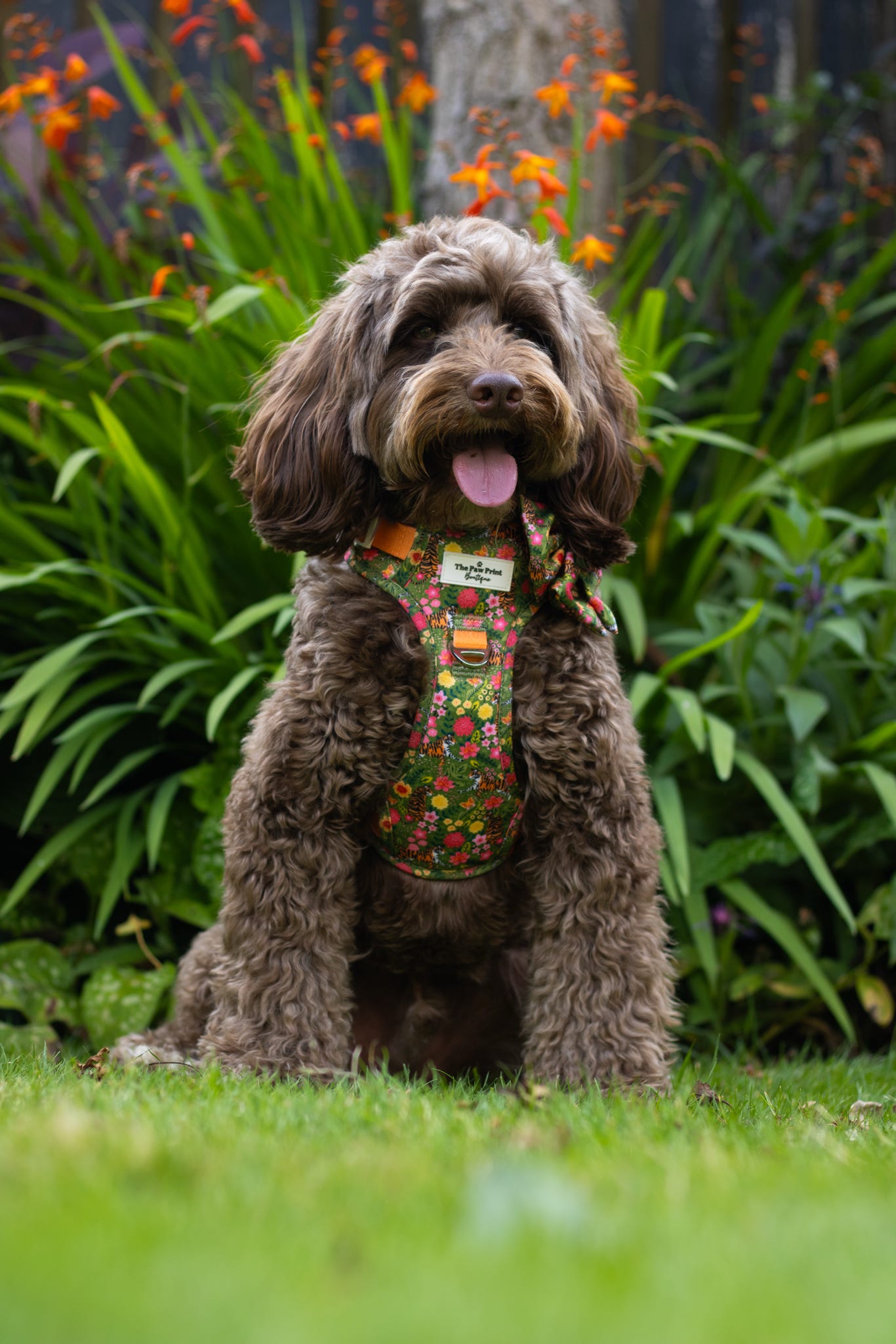 The Tiger who came to TPPB Adventure Paws Harness