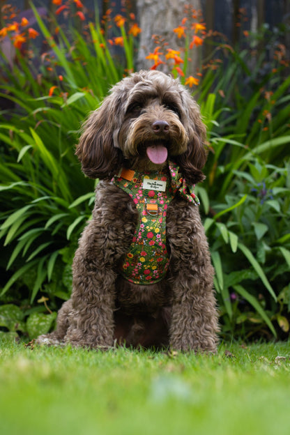 The Tiger who came to TPPB Adventure Paws Harness