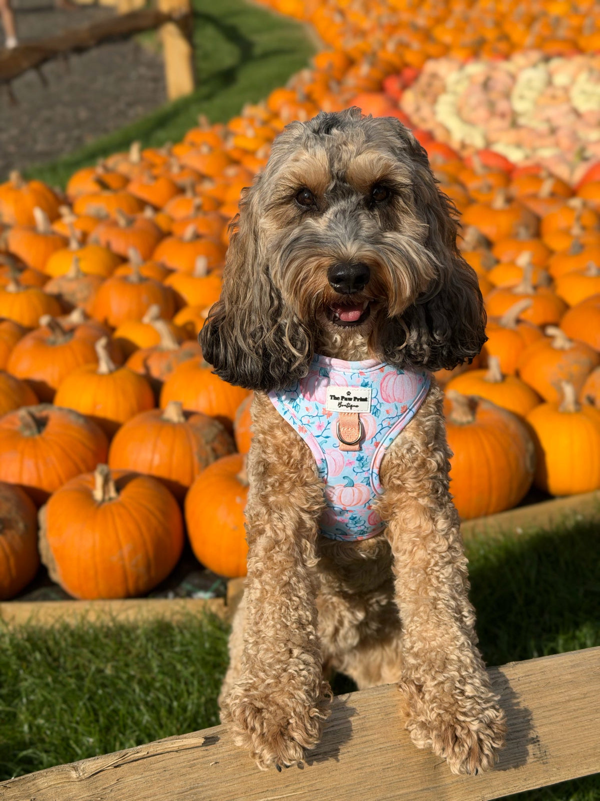 Pablos Pumpkins Adjustable Harness