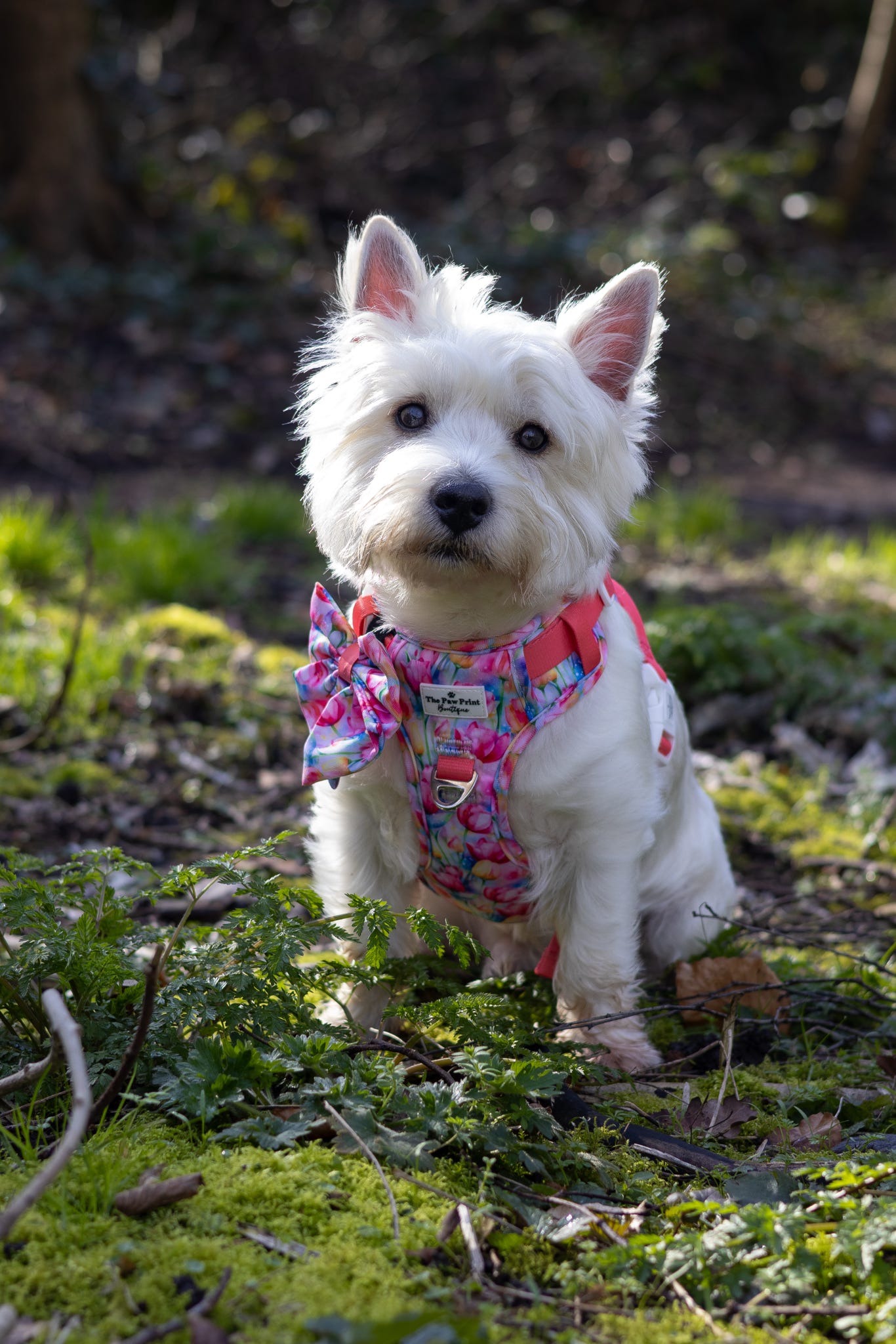 The Tulip Field Bow Tie