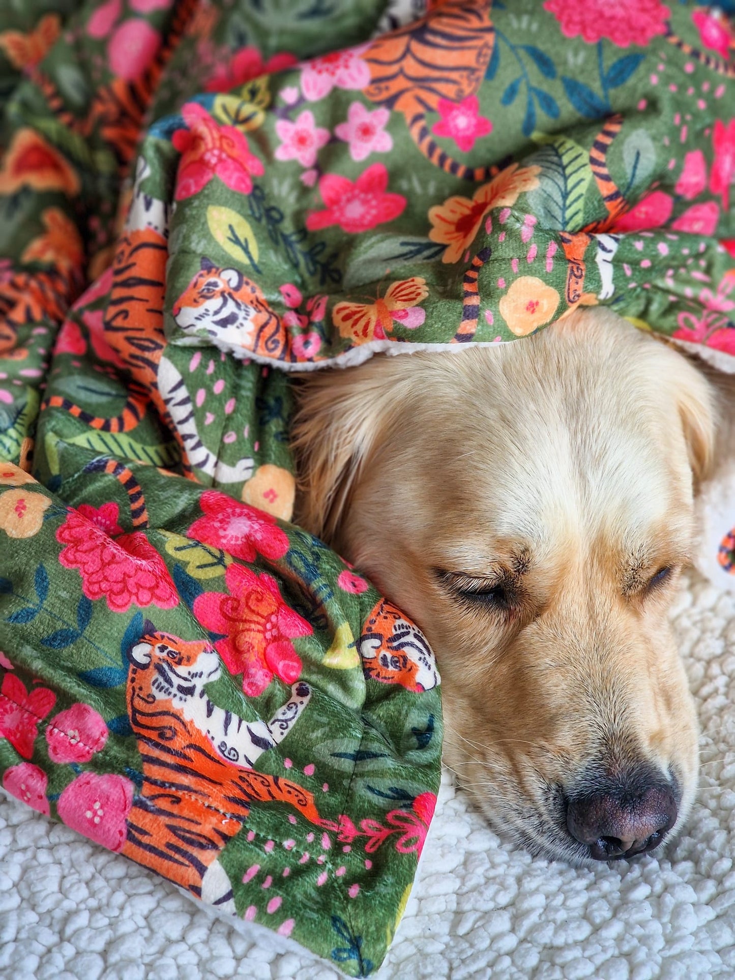 The Tiger who came to TPPB Dog Blanket