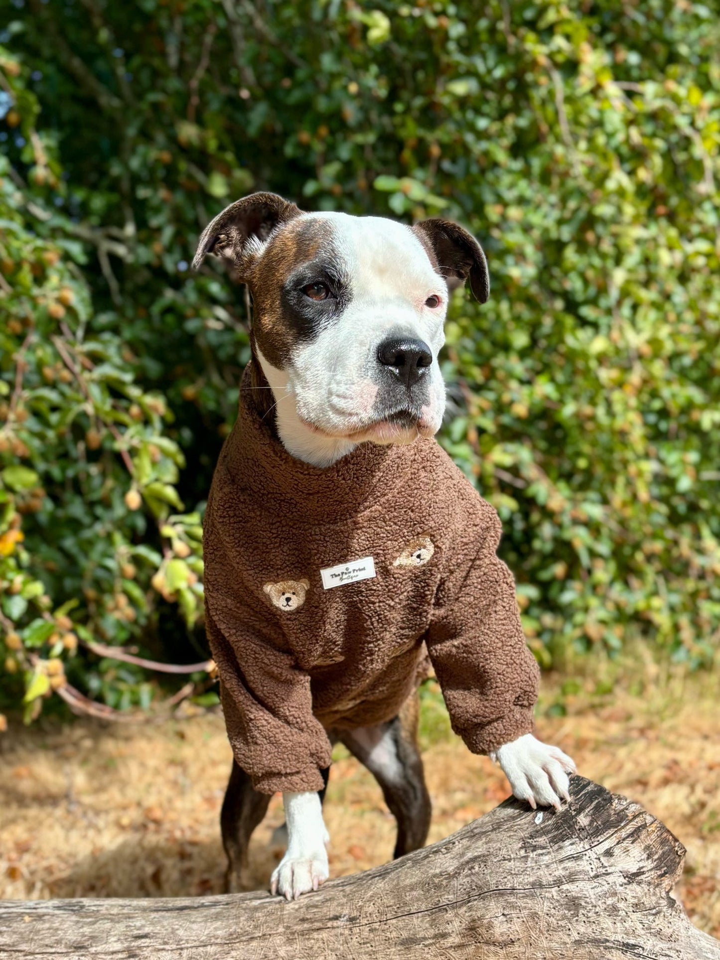 The Embroidered Little Bear Cub Teddy Fleece