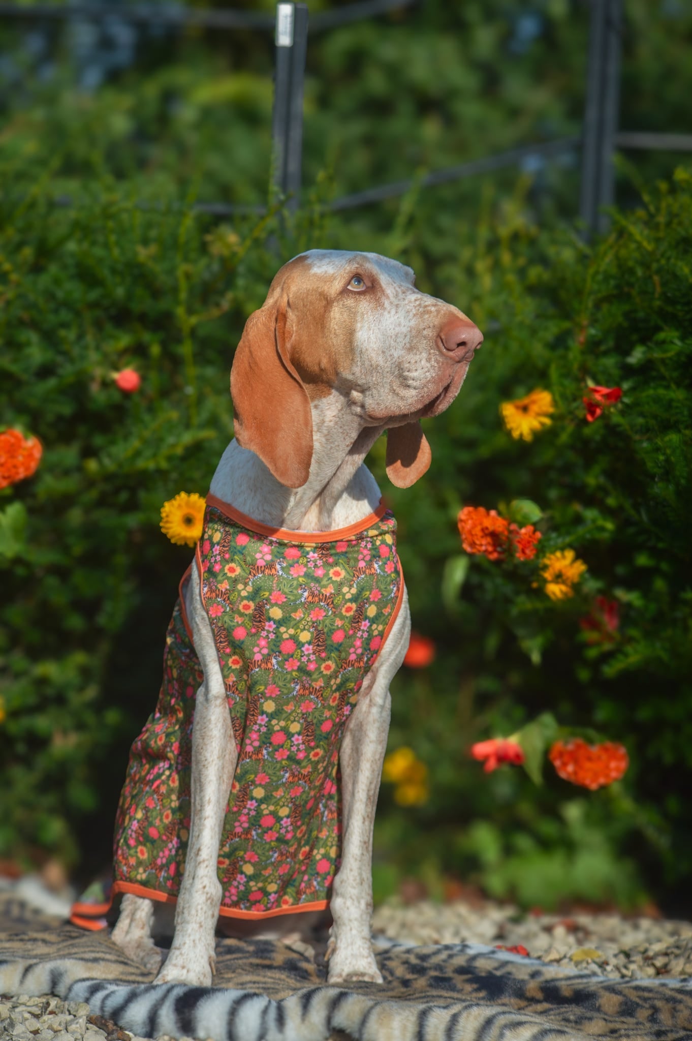 The Tiger who came to TPPB Cooling Vest
