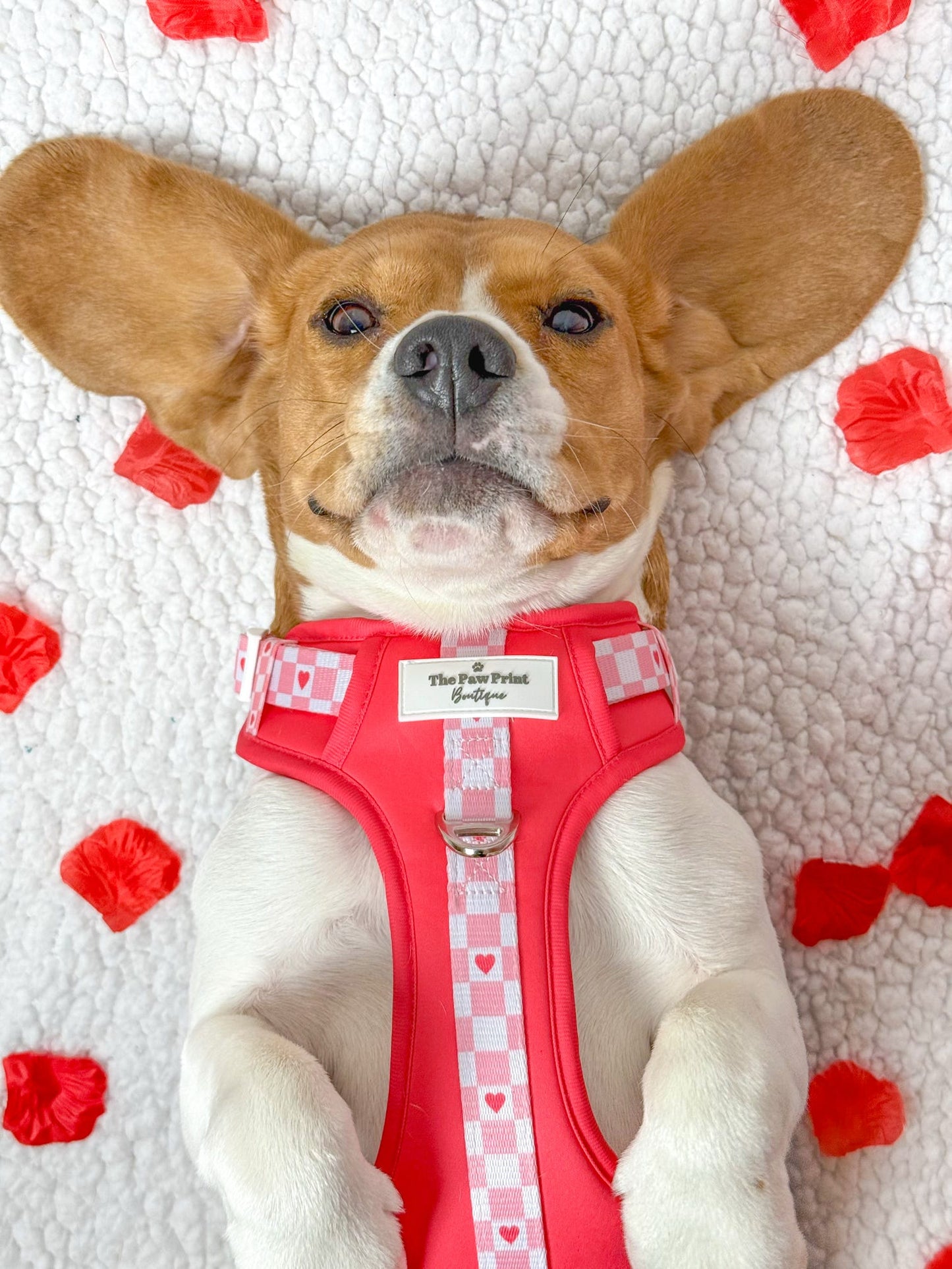The Fur-ever Love Adventure Paws Harness