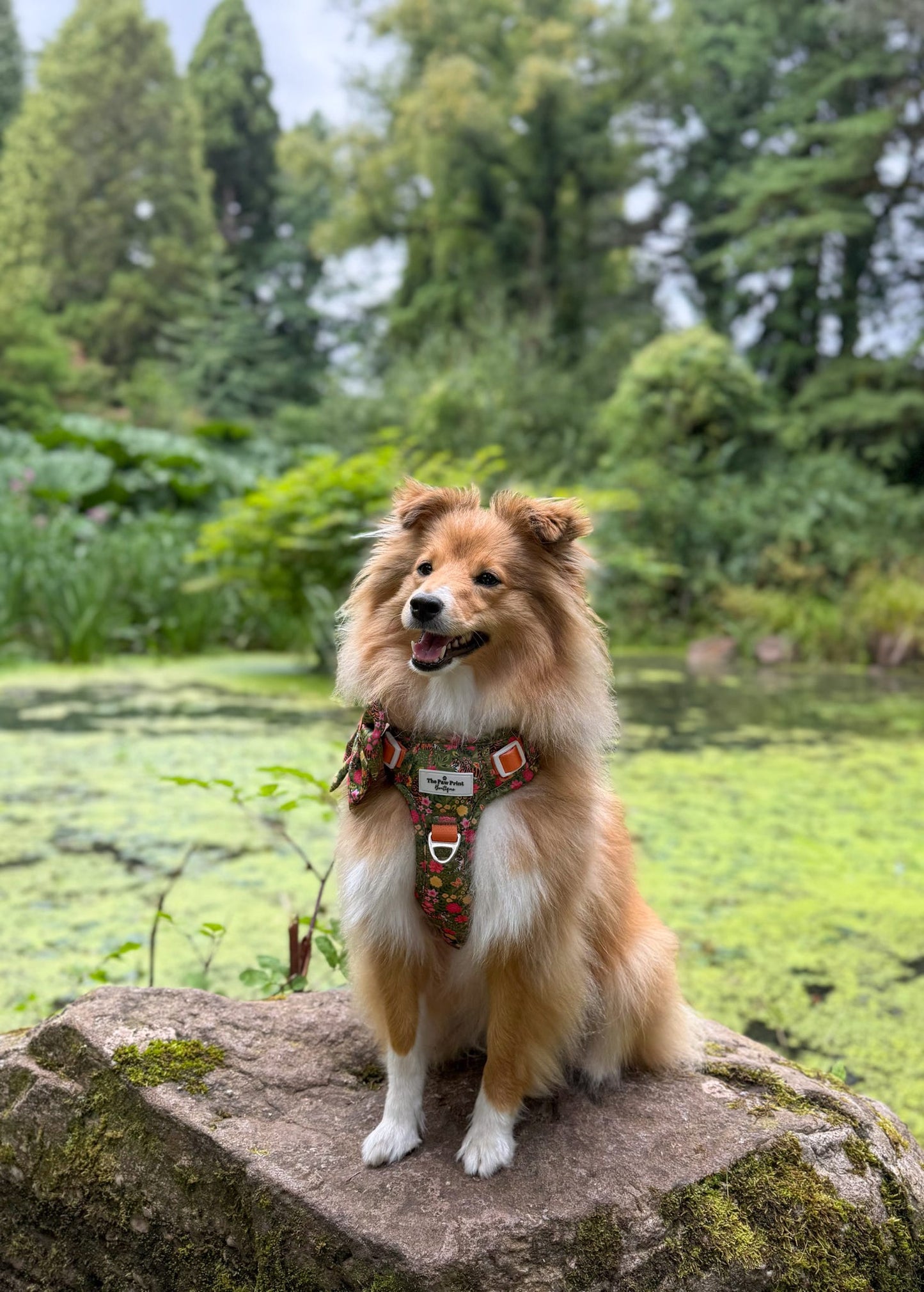 The Tiger who came to TPPB Adventure Paws Harness