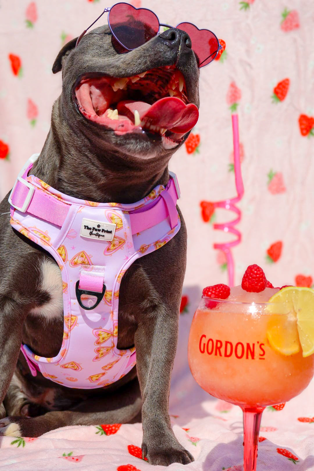 Miami Palms Adventure Paws Harness