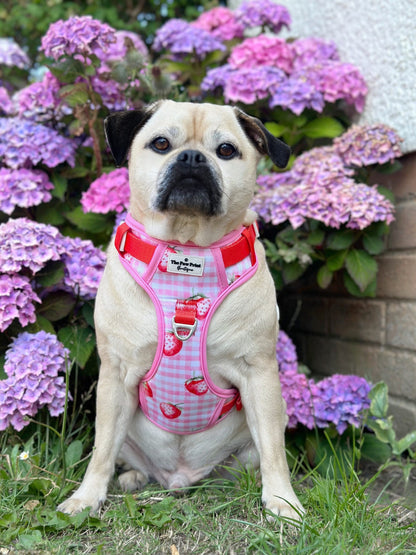 Strawberry Gingham Adventure Paws Harness