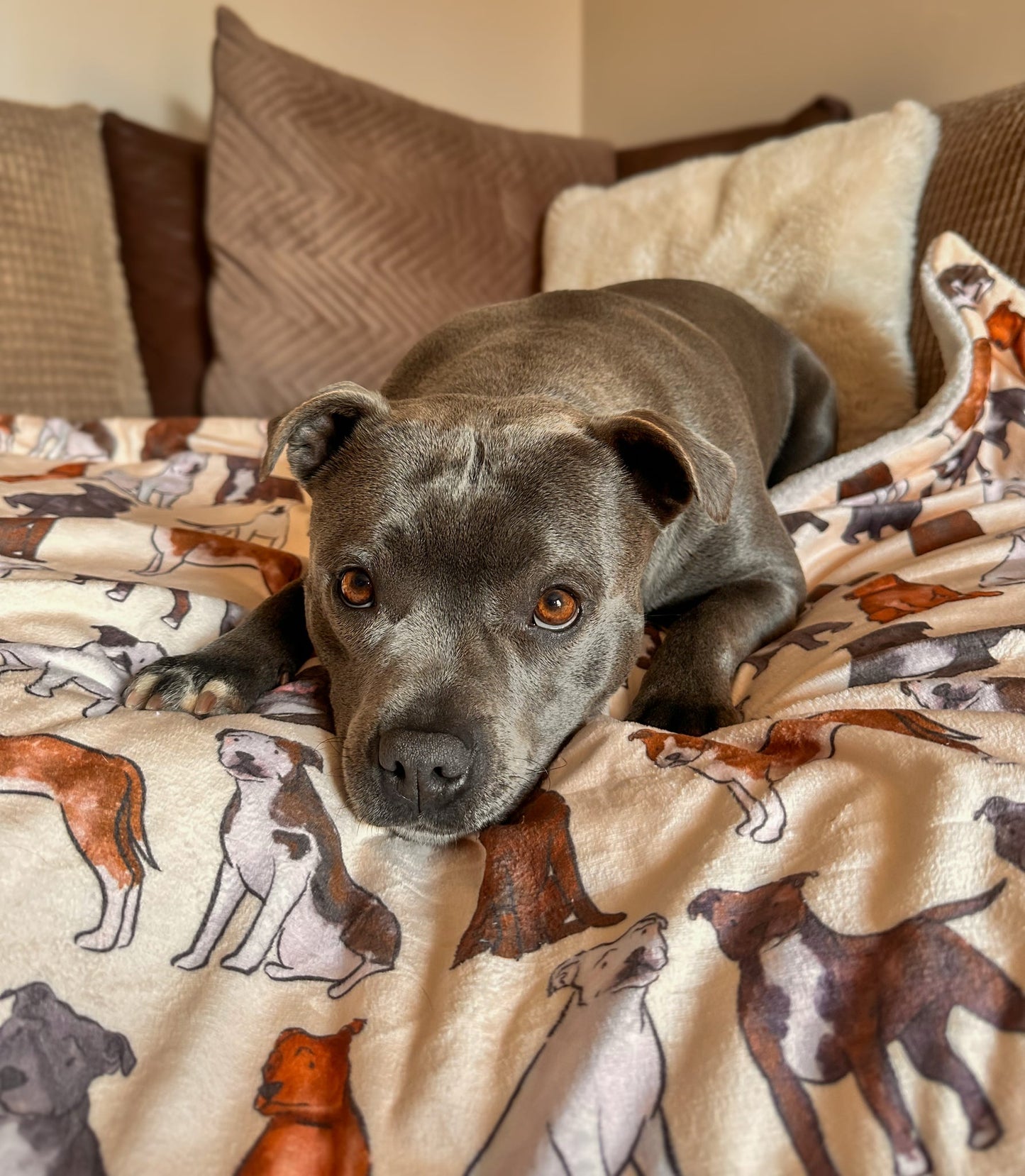 Staffy Dog Blanket