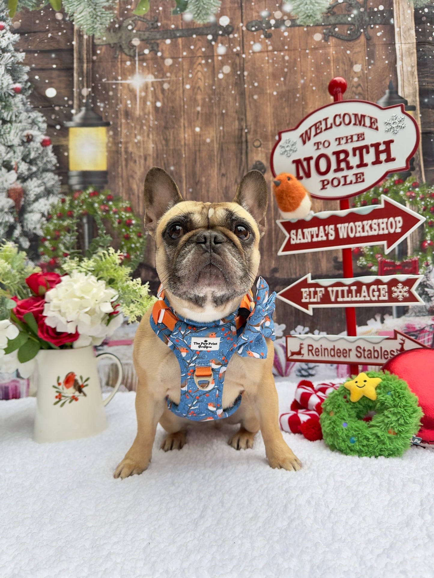 Seasons Tweetings Adventure Paws Harness