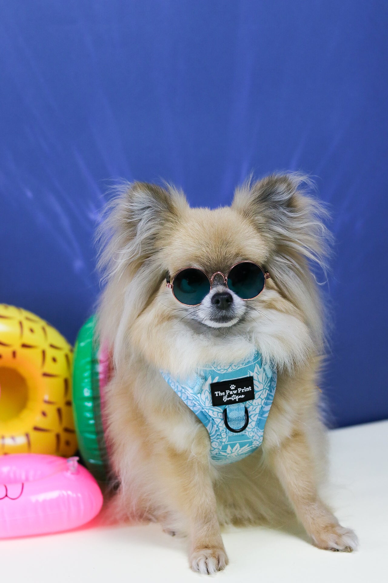The Pineapple Pawty Adjustable Harness