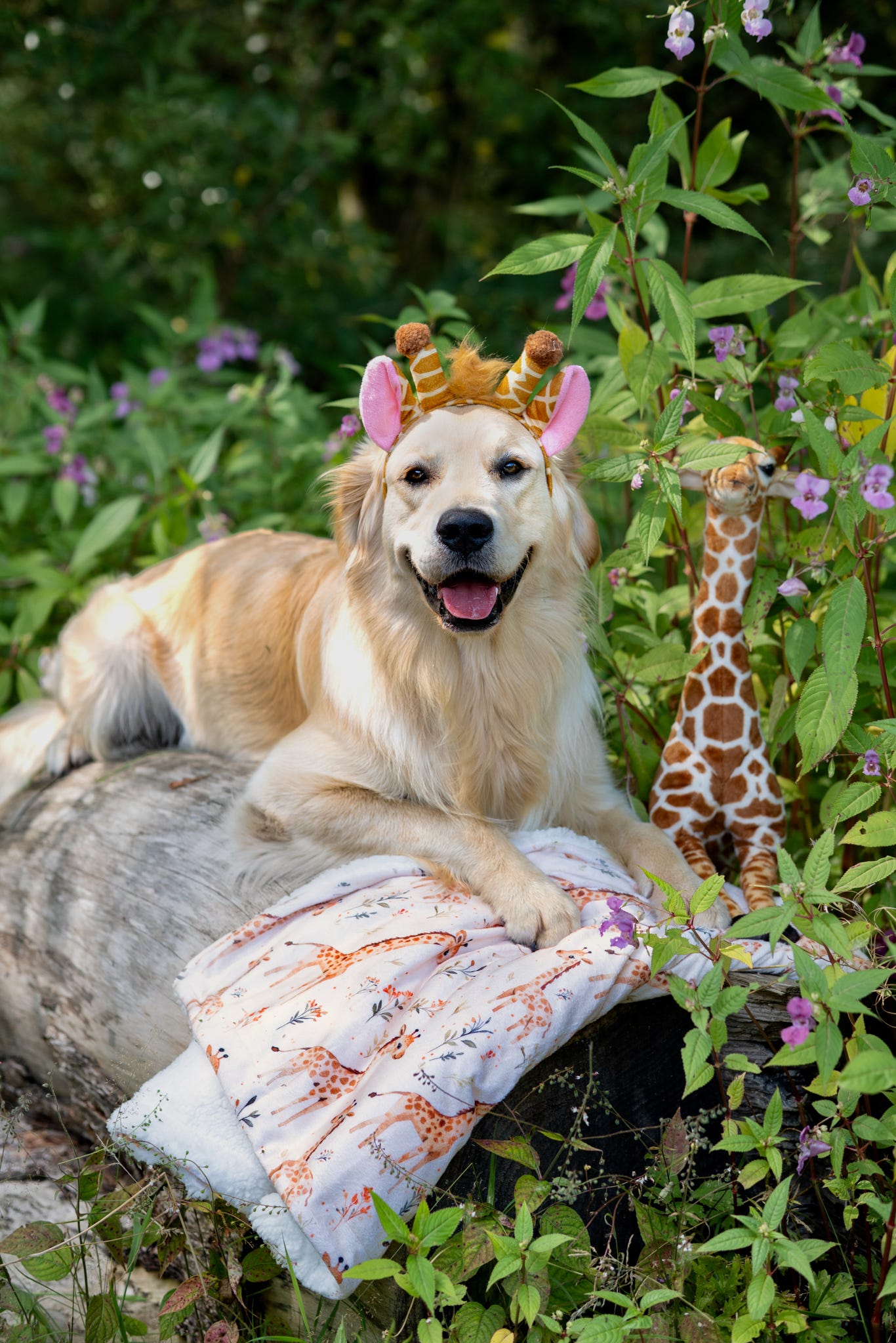The Graceful Giraffe Dog Blanket