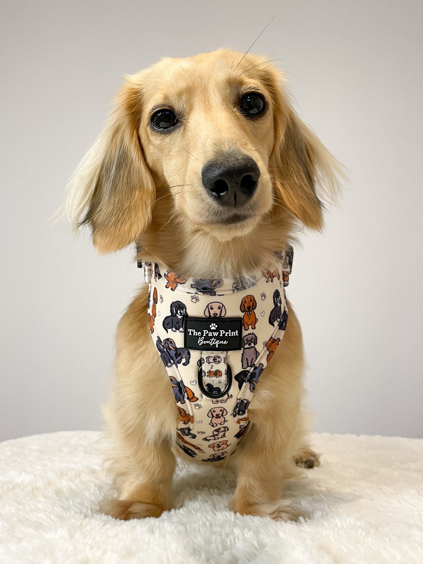 The Dachshund Adjustable Harness