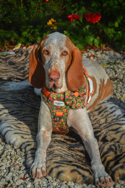 The Tiger who came to TPPB Adventure Paws Harness