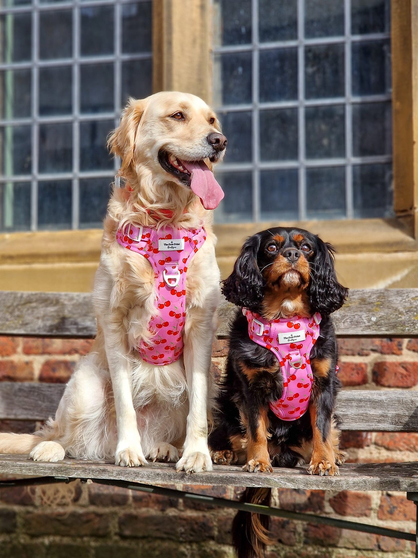 Cherry on Top Adventure Paws Harness