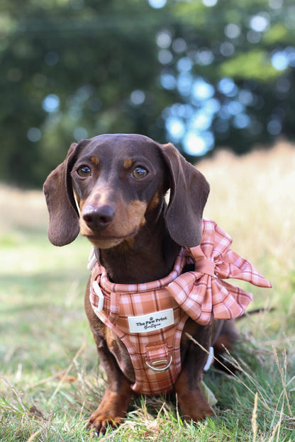 Pooches in Plaid Bow Tie