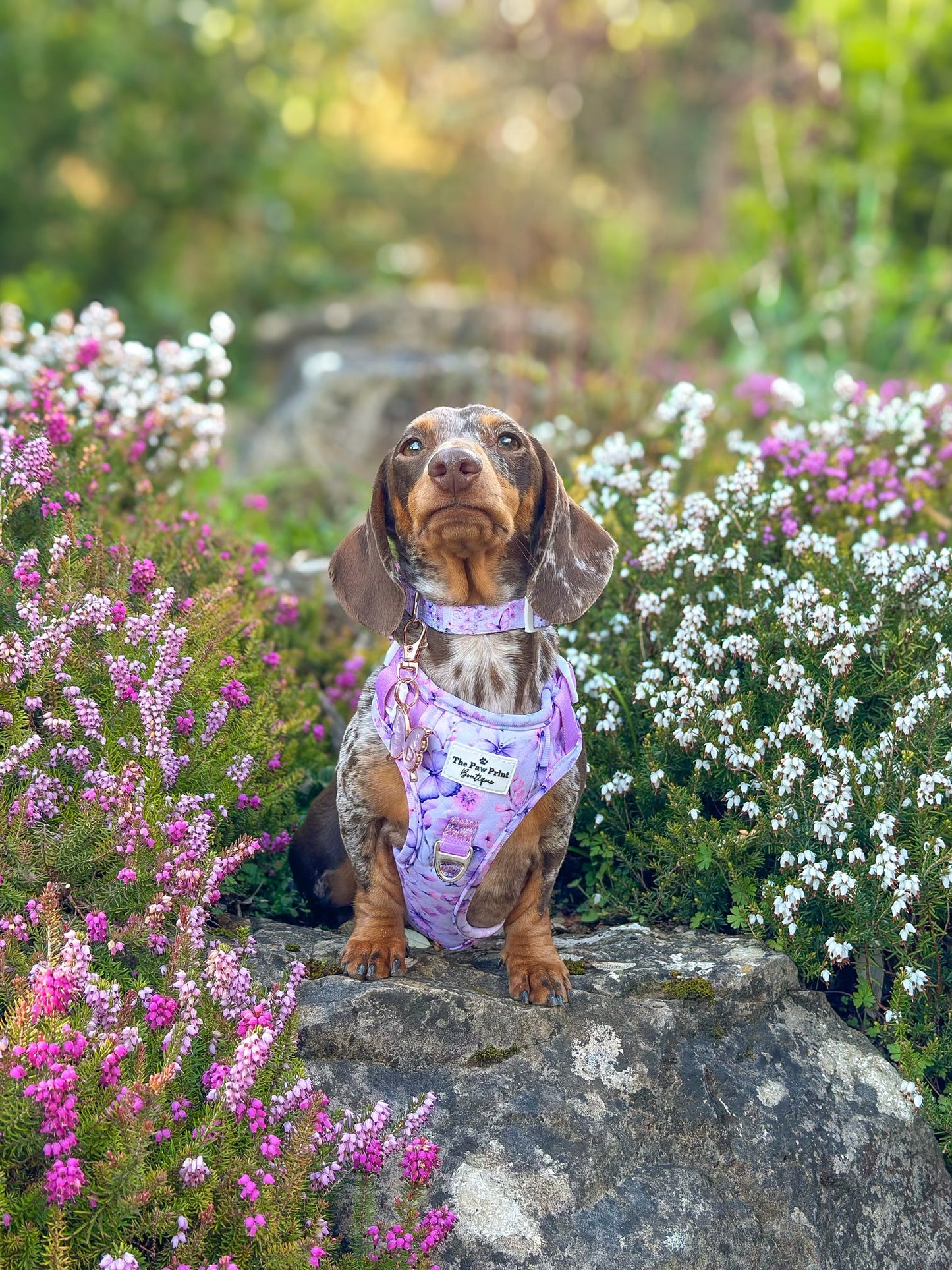 Butterfly Bliss Adventure Paws Harness