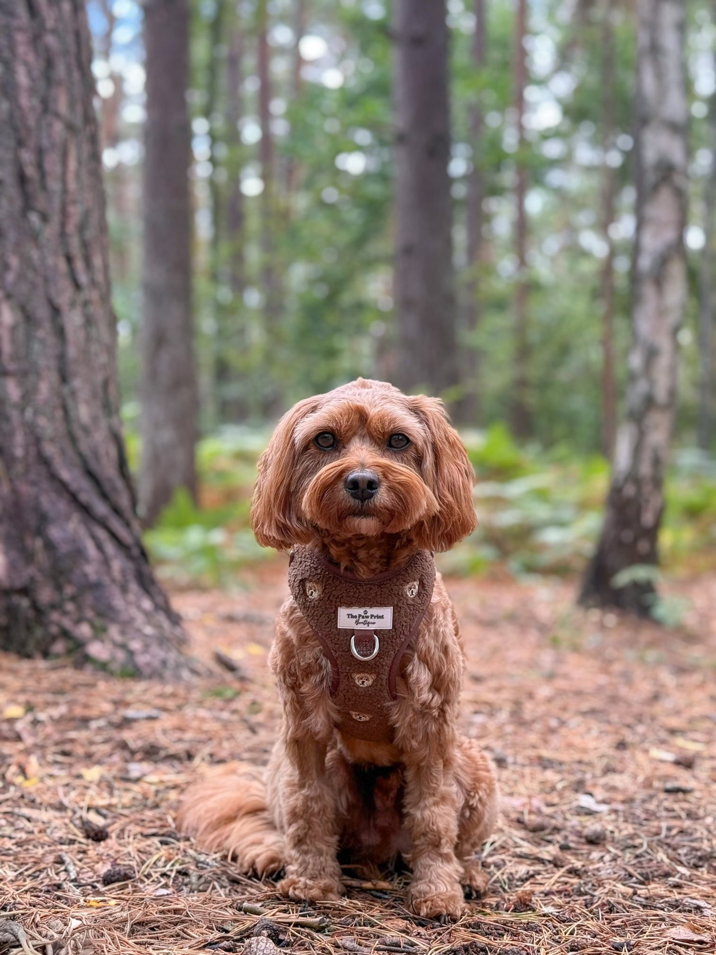 The Embroidered Little Bear Cub Adjustable Harness