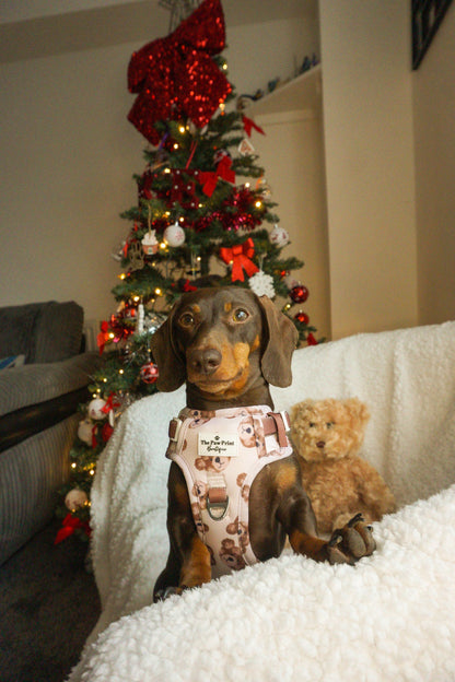 The Little Bear Cub Adventure Paws Harness