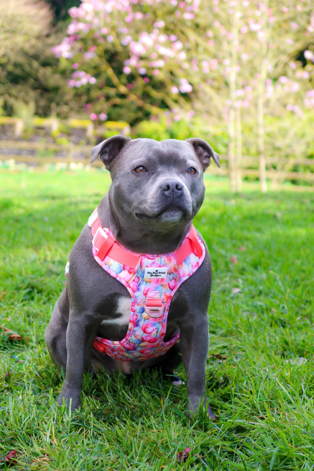 The Tulip Field Adventure Paws Harness