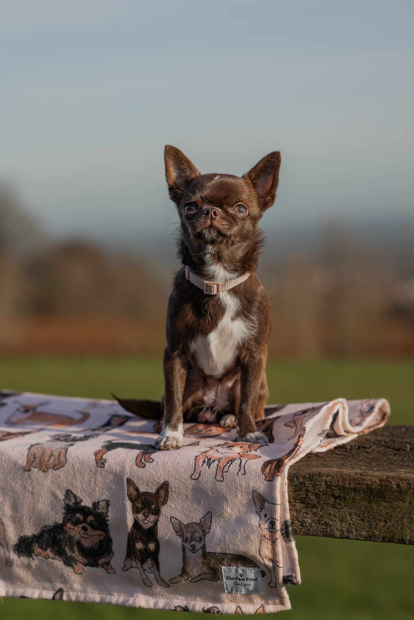 The Chihuahua Dog Towel