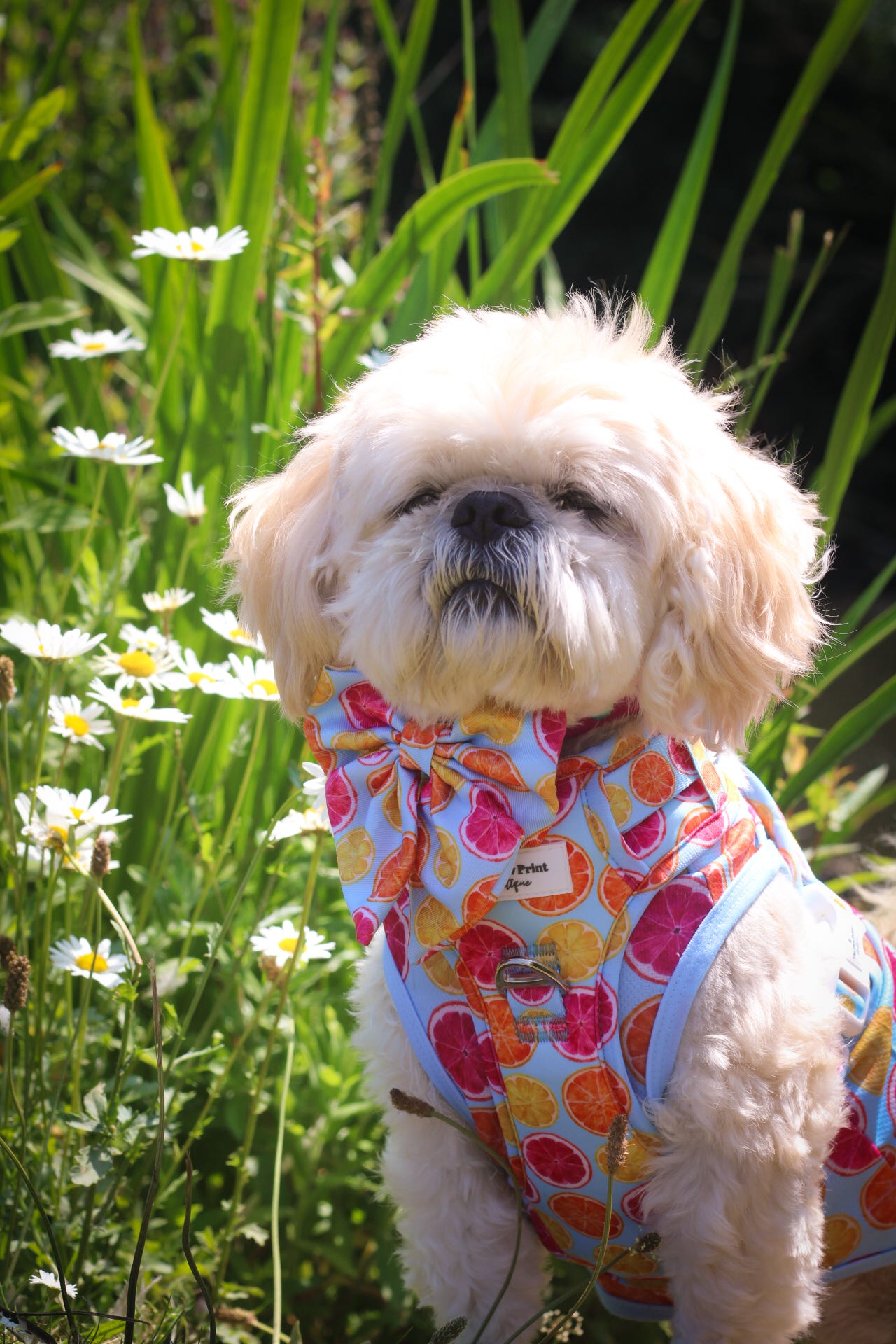 Squeeze the Day Adventure Paws Harness