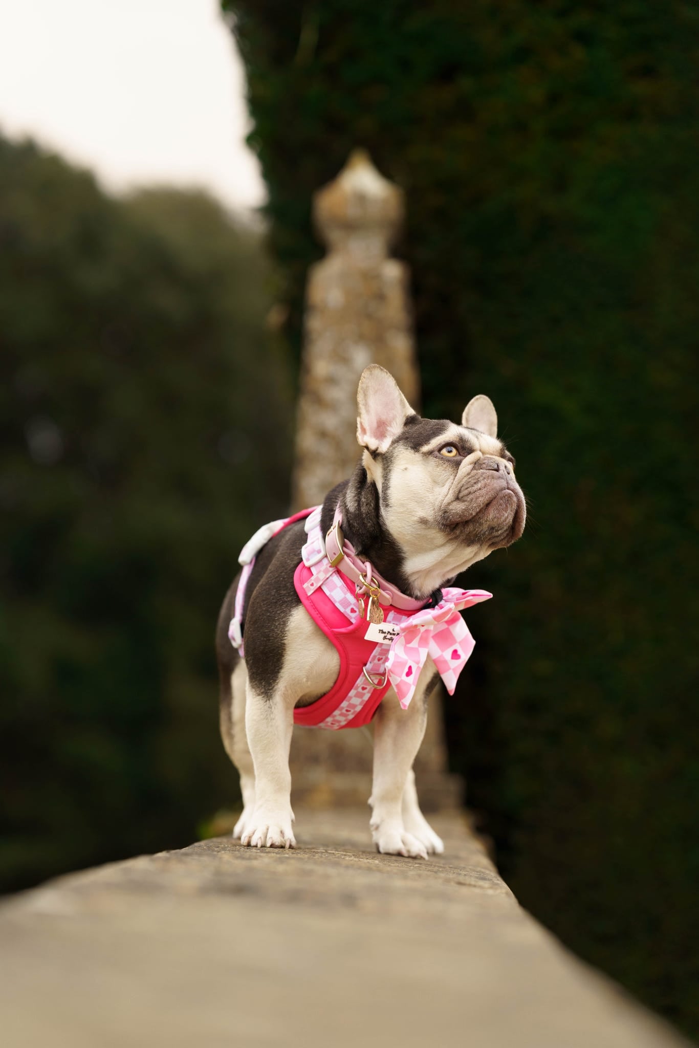 The Fur-ever Love Adventure Paws Harness