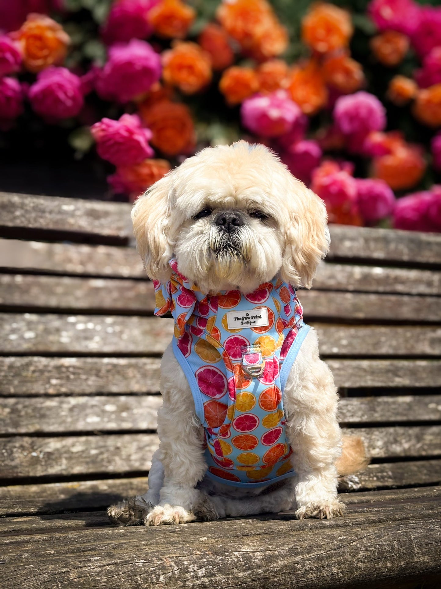 Squeeze the Day Adventure Paws Harness