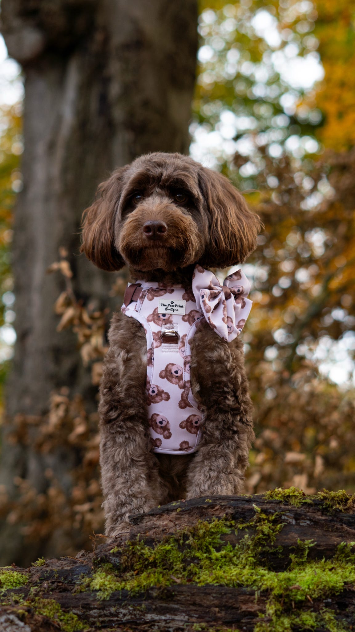 The Little Bear Cub Adventure Paws Harness