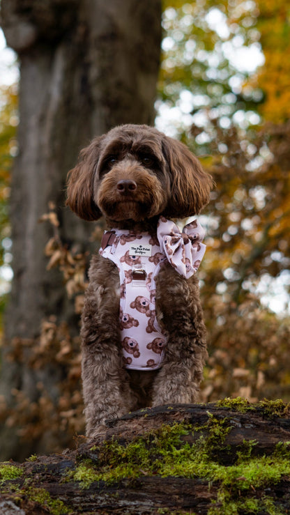 The Little Bear Cub Adventure Paws Harness