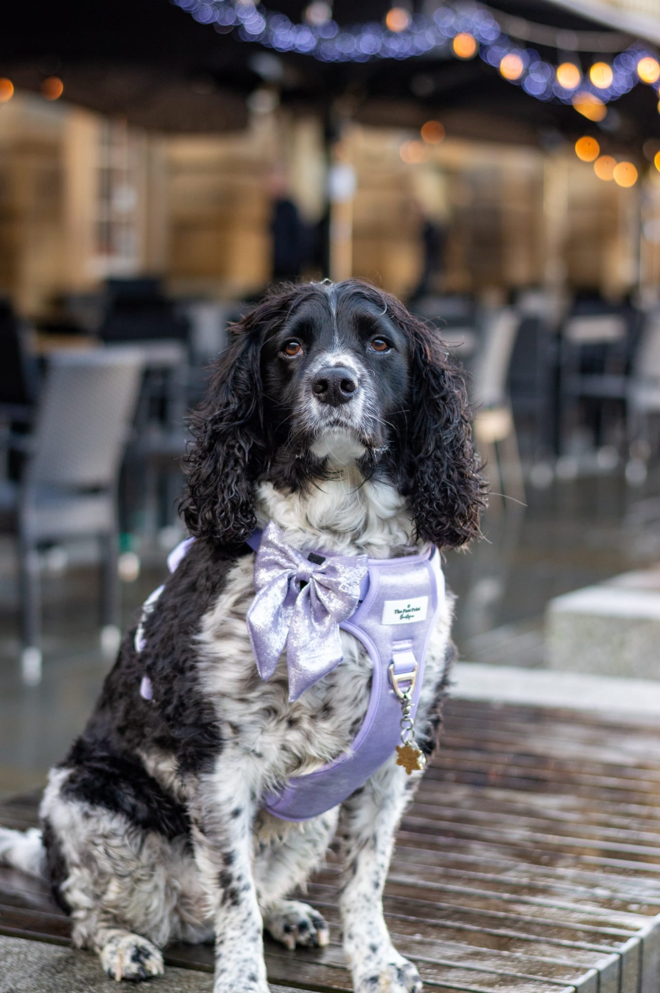 The Lavish Lilac Bow Tie