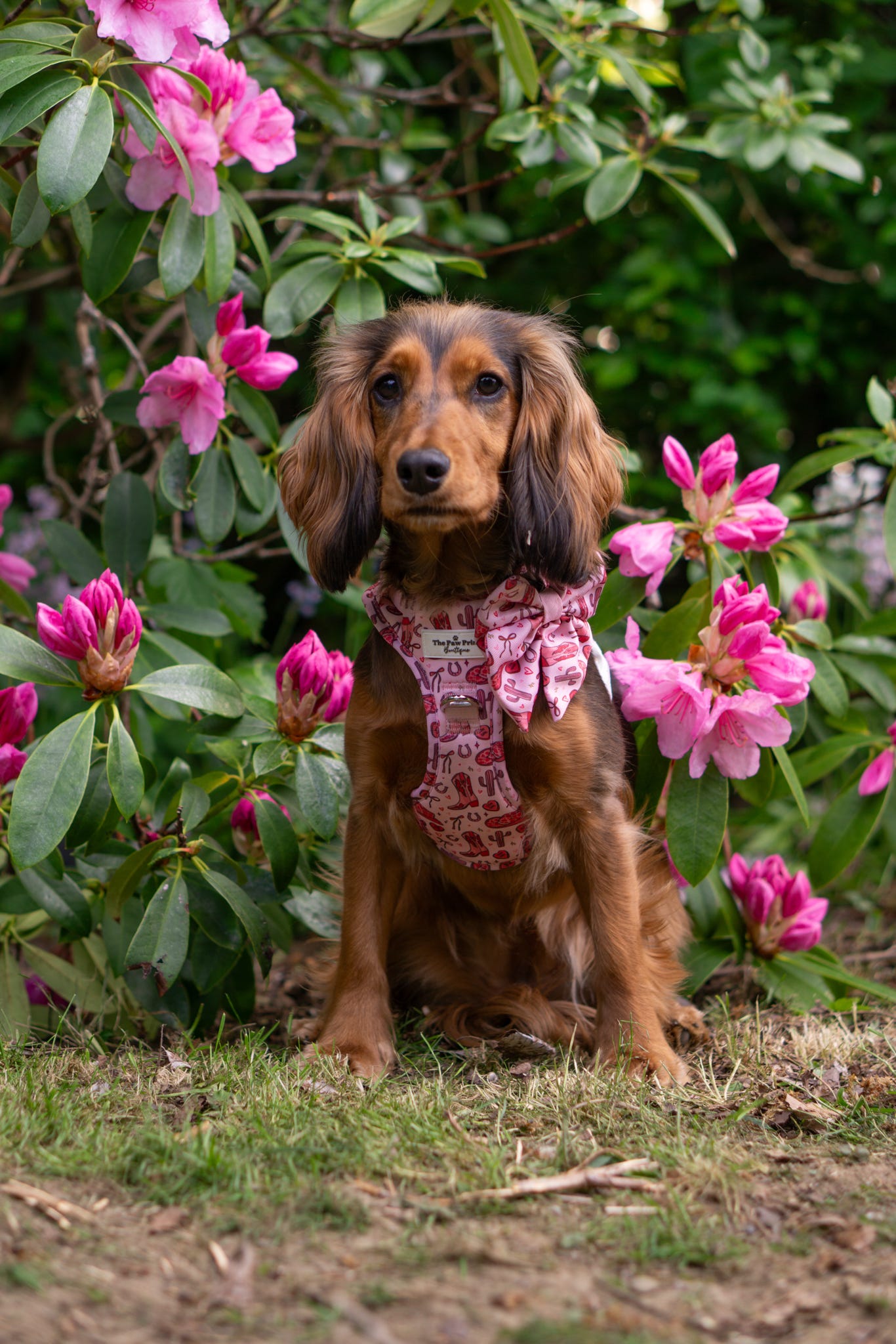 The Giddy up Pup Bow Tie