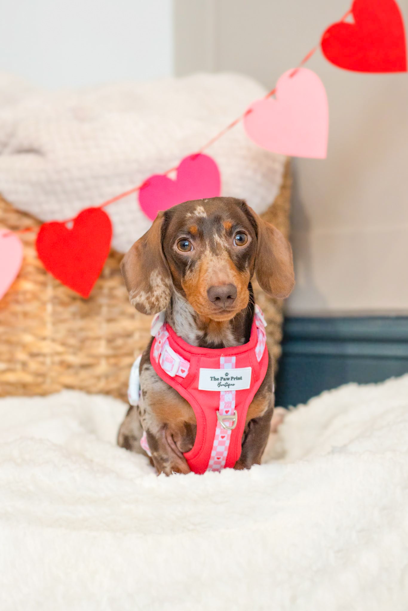 The Fur-ever Love Adventure Paws Harness