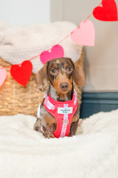 The Fur-ever Love Adventure Paws Harness