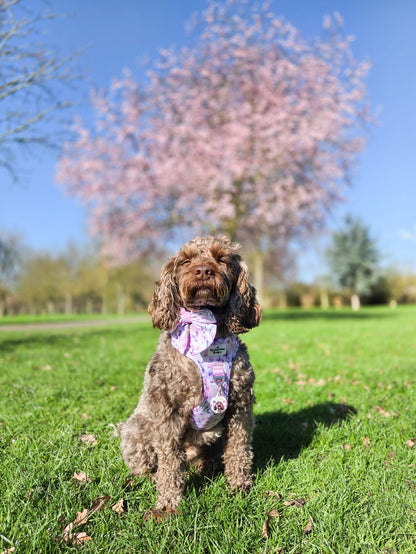 Butterfly Bliss Adventure Paws Harness
