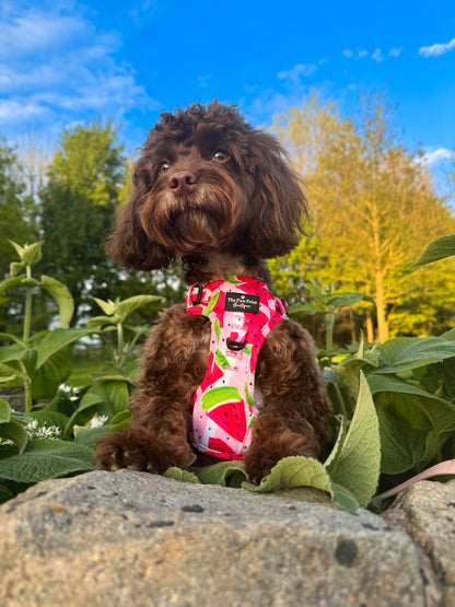 The Watermelon Sugar Adventure Paws Harness