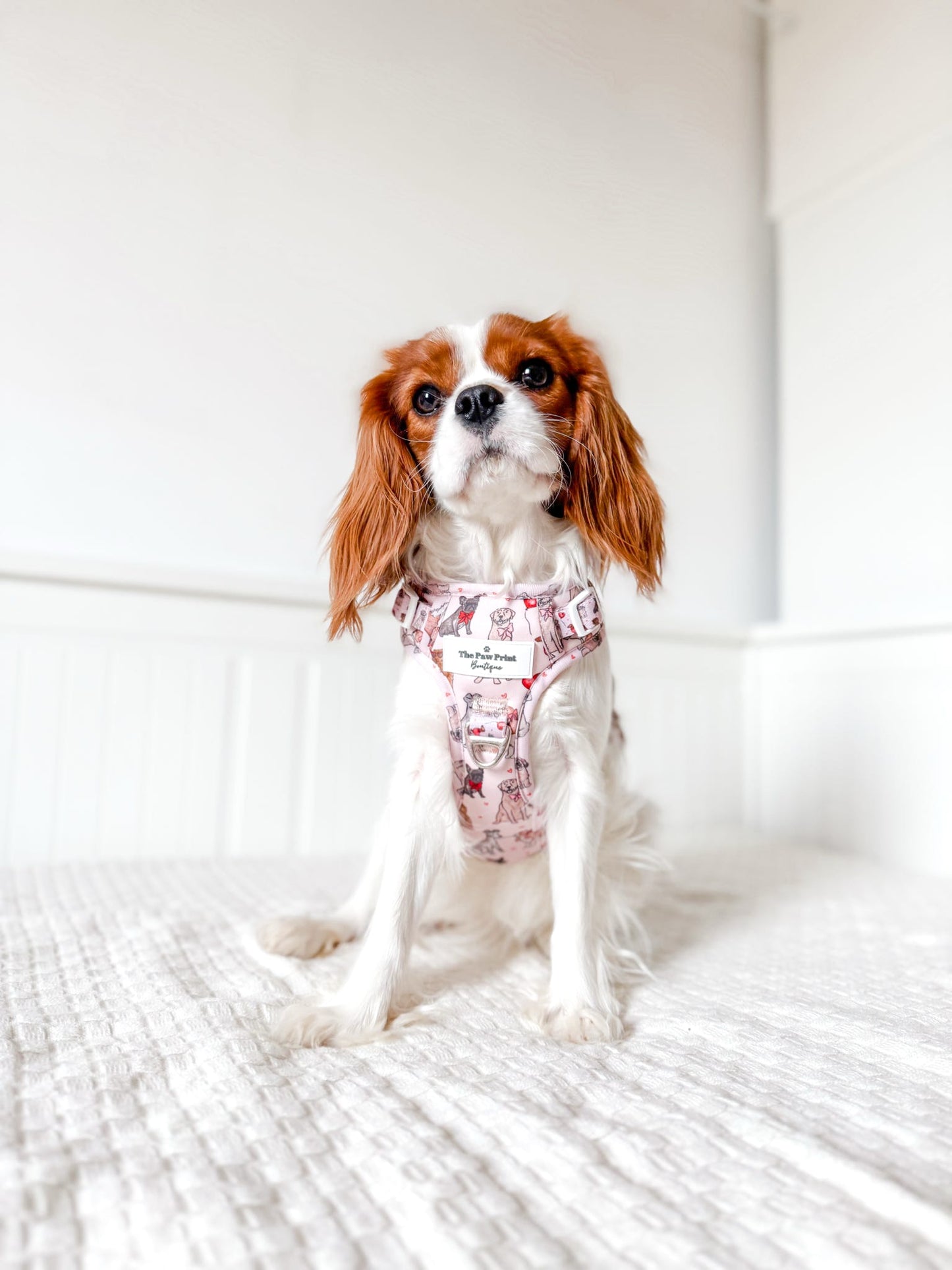 The Puppy Love Adventure Paws Harness