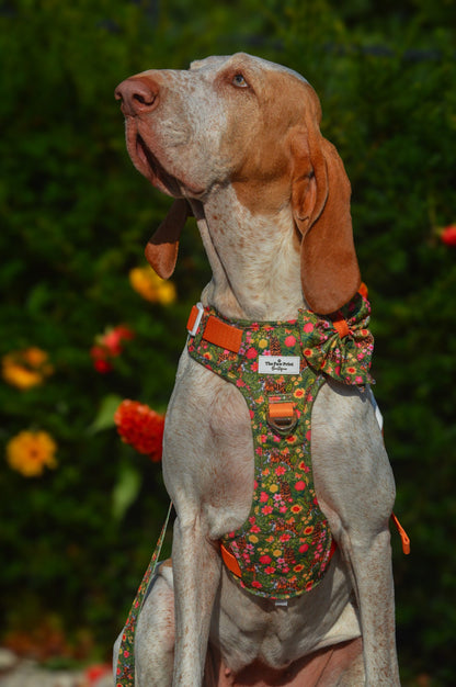 The Tiger who came to TPPB Adventure Paws Harness