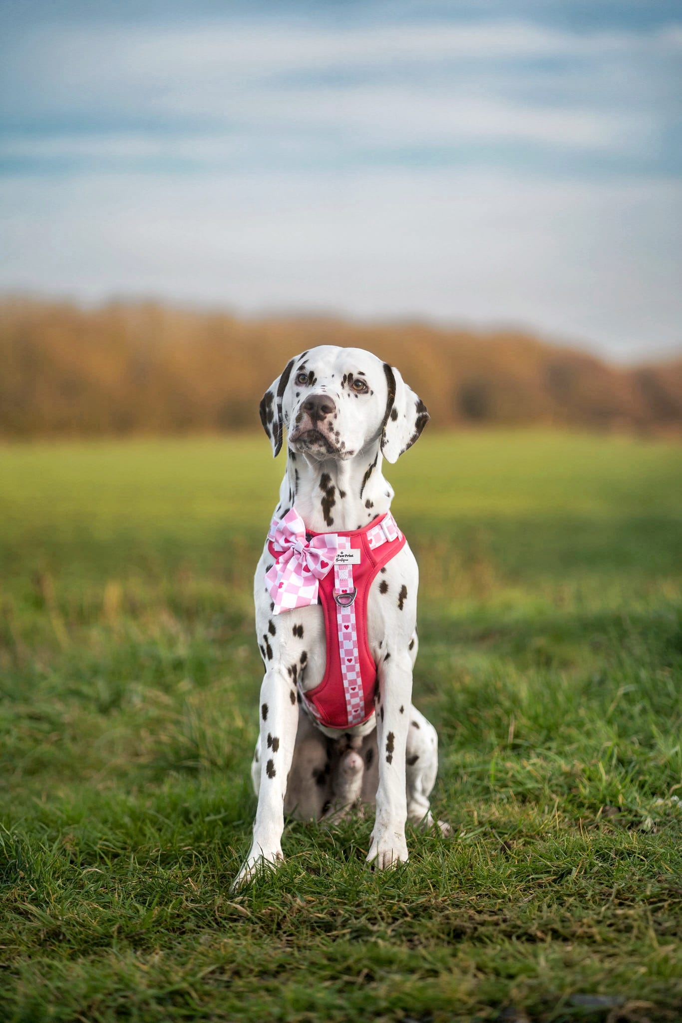 The Fur-ever Love Adventure Paws Harness