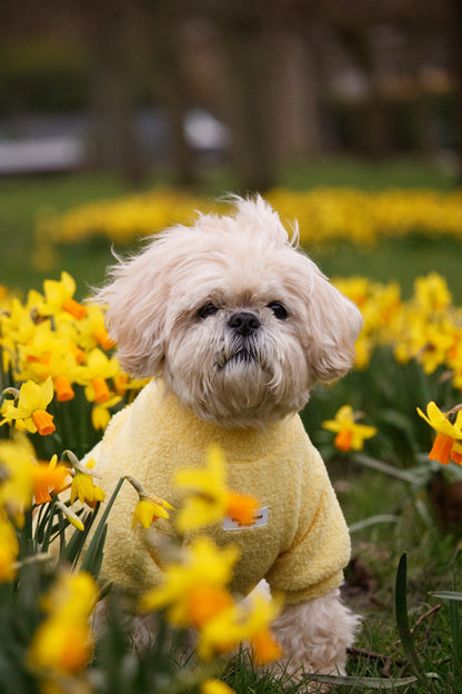 Teddy Fleece - Buttercup