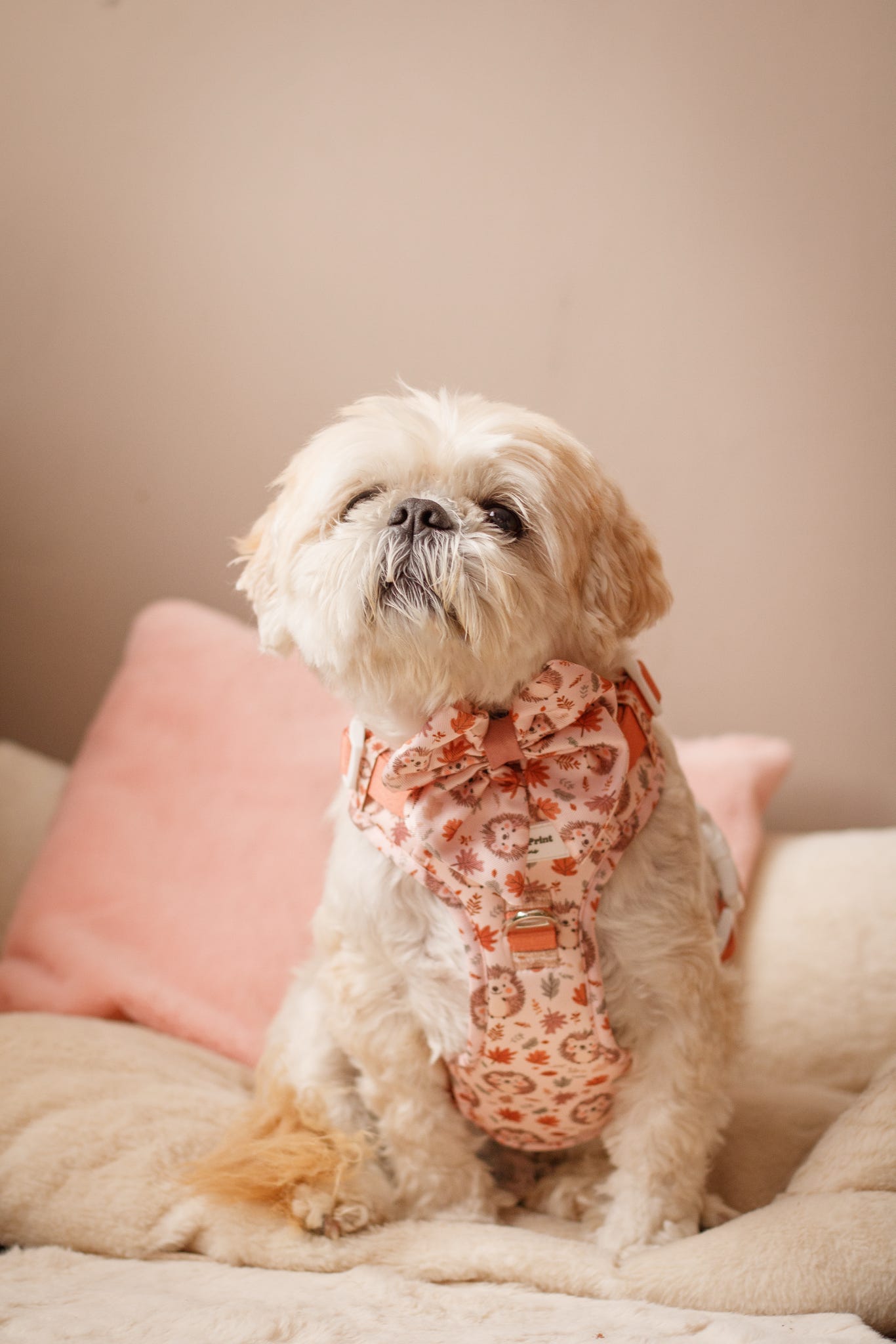 Spike the Hedgehog Adventure Paws Harness
