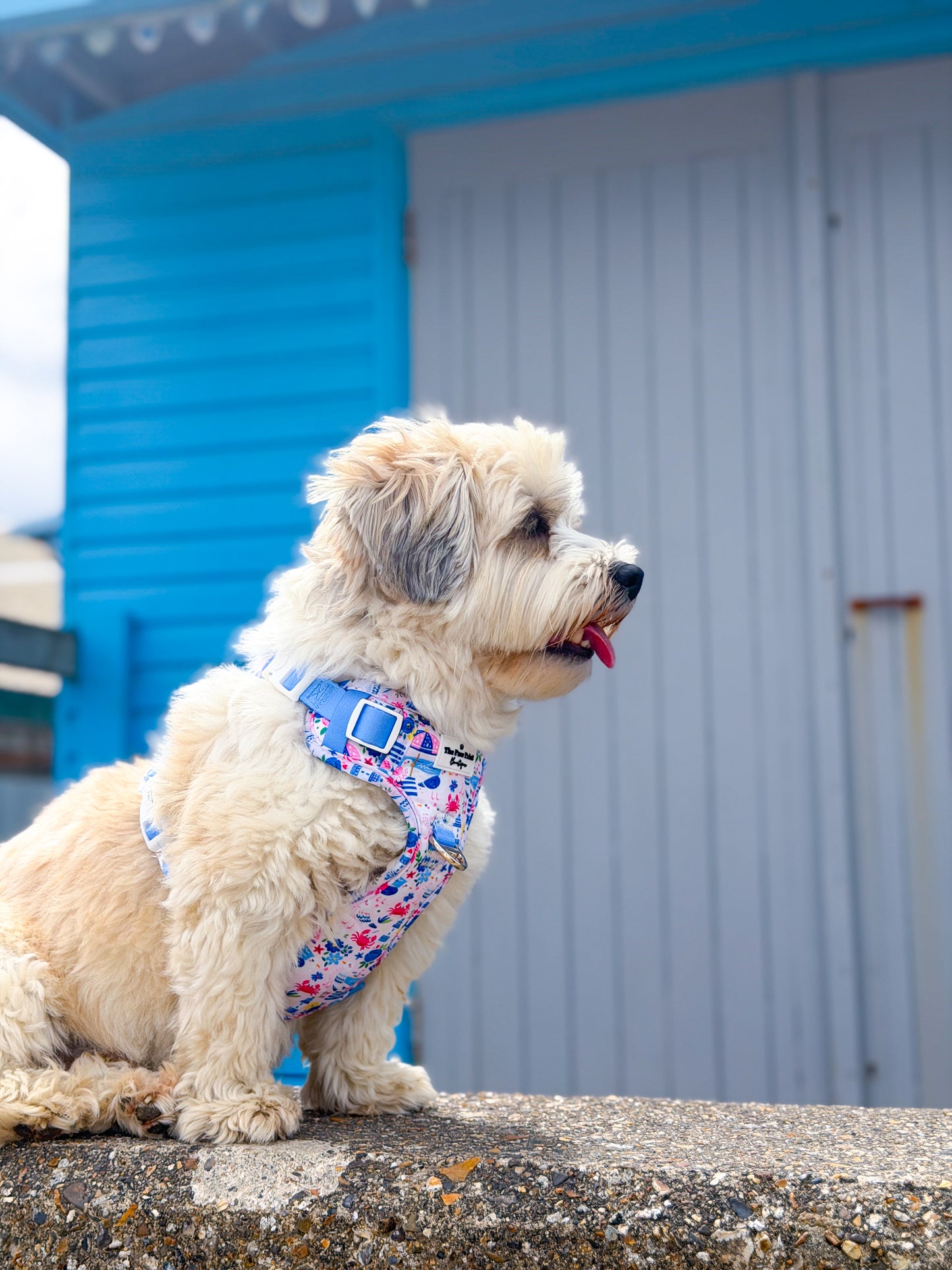 Santorini Seagulls Adventure Paws Harness