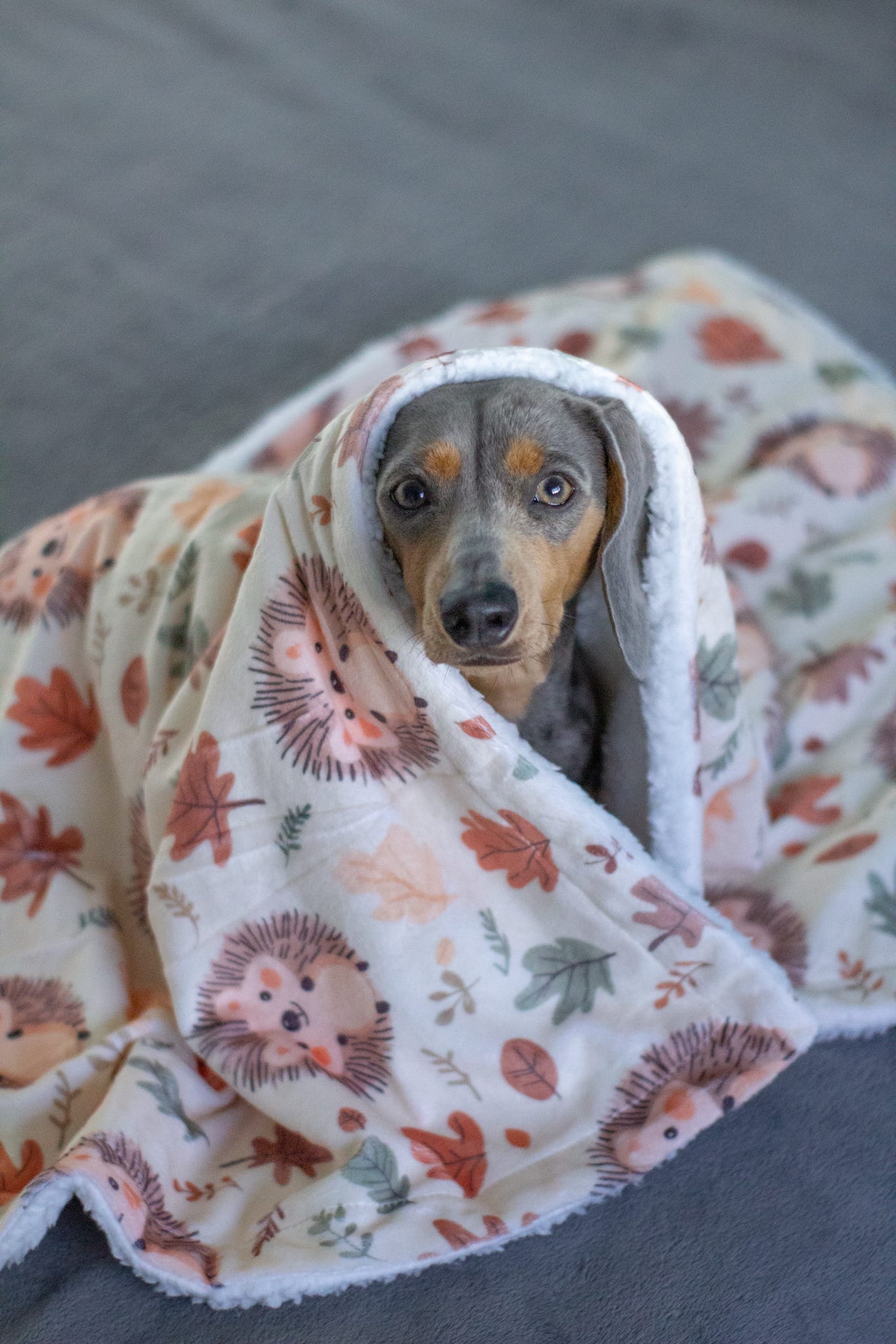 Spike the Hedgehog Dog Blanket