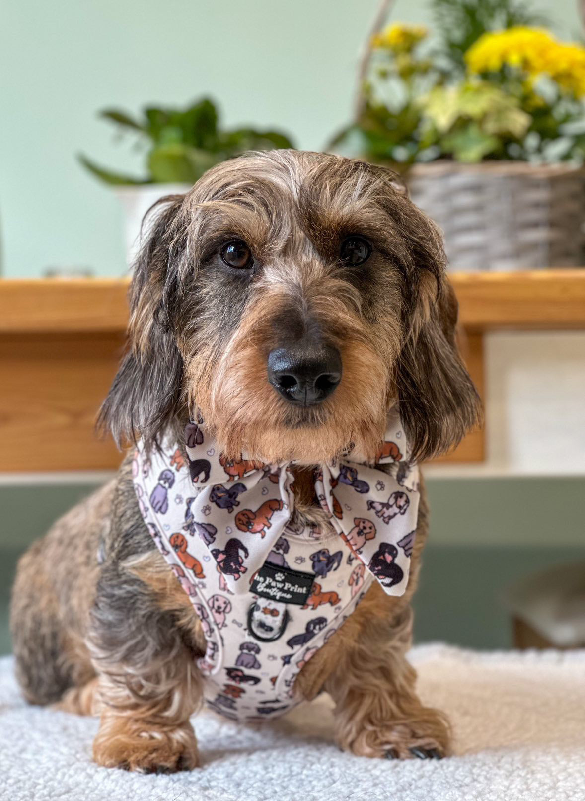The Dachshund Adjustable Harness