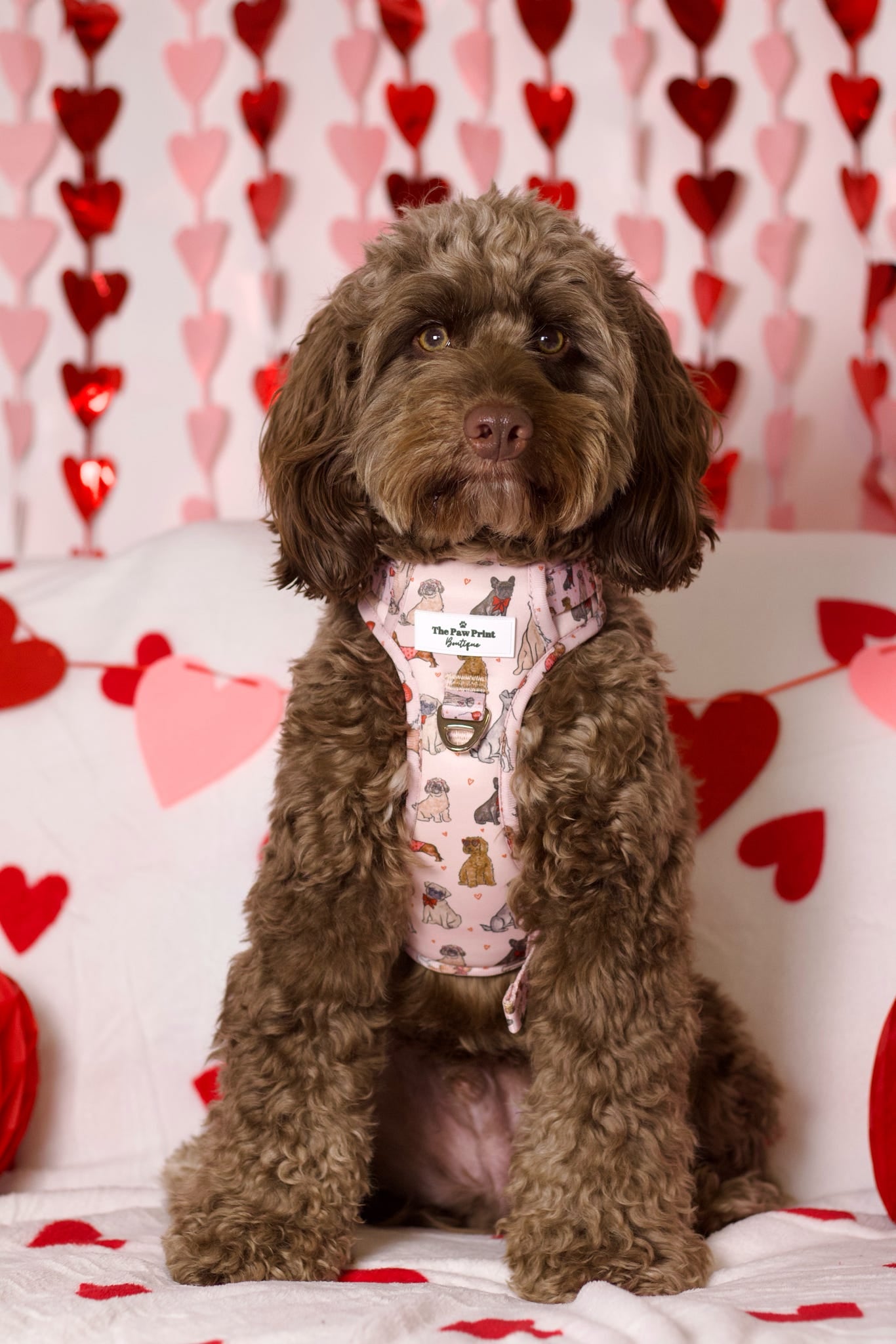 The Puppy Love Adventure Paws Harness