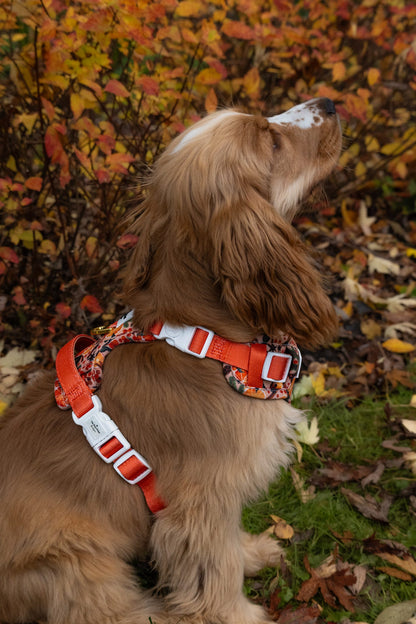 Winter Scents Adventure Paws Harness