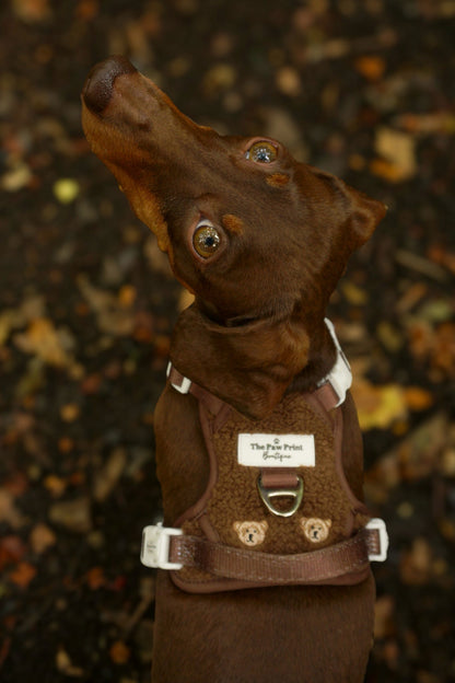 The Embroidered Little Bear Cub Adventure Paws Harness